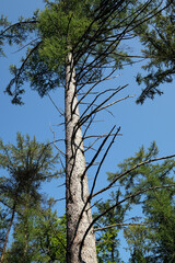 Dürreschaden im Wald