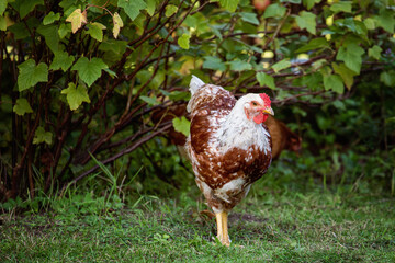 Free range chicken on a traditional poultry farm