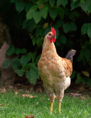 Free range chicken on a traditional poultry farm