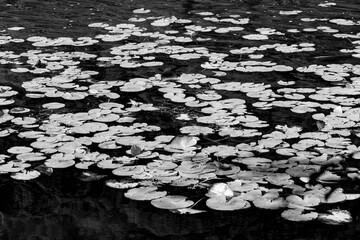 Lago del Segrino, Lombardia