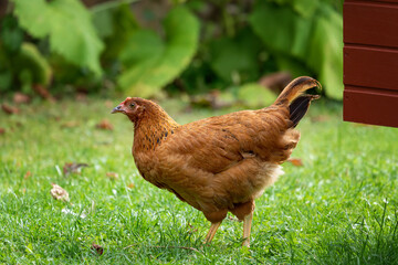 Free range chicken on a traditional poultry farm