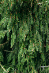 Christmas tree fir branches. Natural christmas tree in the forest.