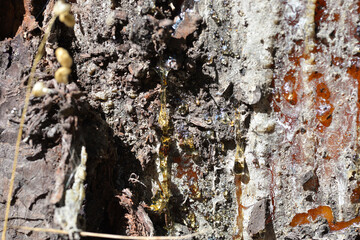 resin dripping from the bark of a Mediterranean pine