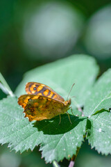 orange butterfly striped like a tiger perched on green leaf