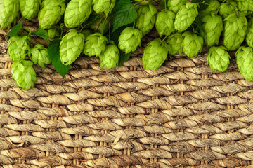 Green hops cones on wicker rustic panel with copy space. Brewery ingredients. Oktoberfest concept...