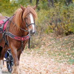 Fototapeta premium horse in the autumn forest