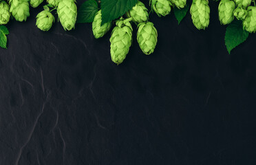 Bunch of hops cones with leaves on black stone background. Hops herb for brewery. Ripe hop cones...