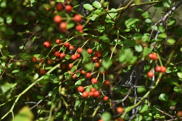 Rose hips / Rose hip rich in Vitamin C。