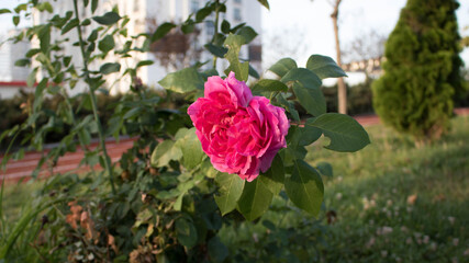 Pink rose in the garden
