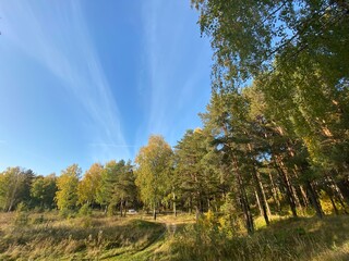 forest in autumn