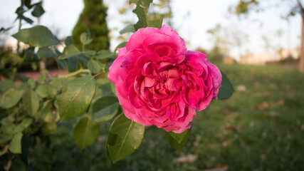 Pink rose in a green garden
