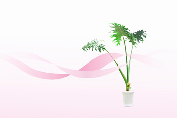 Obraz premium 観葉植物