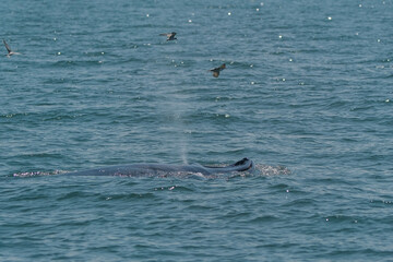 The Bruda Whale group is diving in the sea at Bang Tabun, Petchaburi Province, one of the central provinces of Thailand.