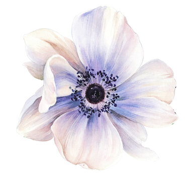 Flowers watercolor illustration. Manual composition. Big Set watercolor elements.