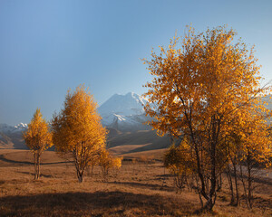 Autumn orange trees against the backdrop of the summit of Mount Elbrus. Autumn landscape.