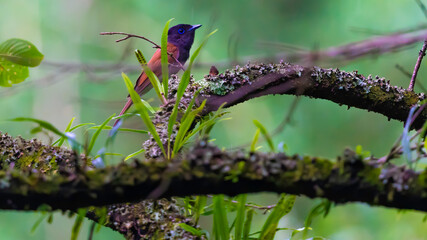 サンコウチョウ