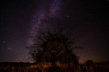V&iacute;a l&aacute;ctea con &aacute;rbol en primer plano
