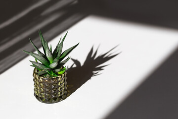 Haworthia succulente à feuilles persistantes dans un pot en verre sur un tableau blanc. Cactus à la maison dans un petit pot de fleurs avec des ombres sombres de la lumière de la fenêtre. Image de nature morte minimale.