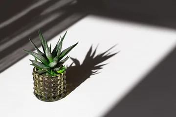 Deurstickers Groenblijvende sappige haworthia in glazen pot op witte tafel. Home plant cactus in kleine bloempot met donkere schaduwen van licht uit raam. Minimaal stillevenbeeld. © yrabota