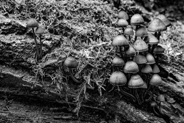 Parco delle Groane, Lombardia