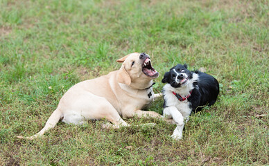 Two happy, funny dog play in grass