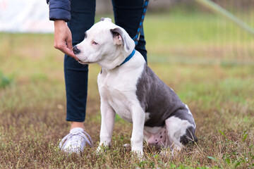 American staffordshire terrier puppy portrait