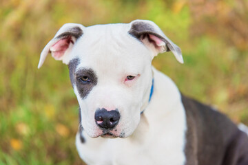 American staffordshire terrier puppy portrait