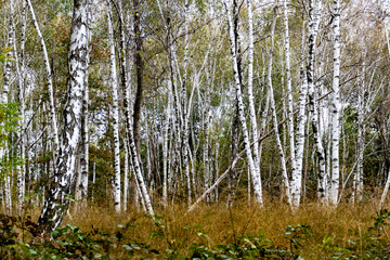 Fototapeta premium Parco delle Groane, Lombardia