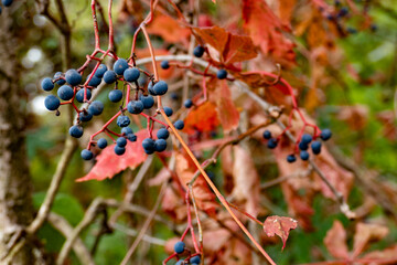 Parco delle Groane, Lombardia