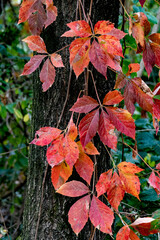 Parco delle Groane, Lombardia