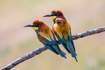 Beautiful bee-eaters perched on a branch