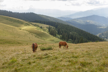 Fototapeta na wymiar Horses grazed on a mountain pasture against mountains. Summer