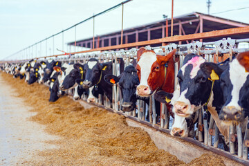 Large cowshed with milky cows on the farm