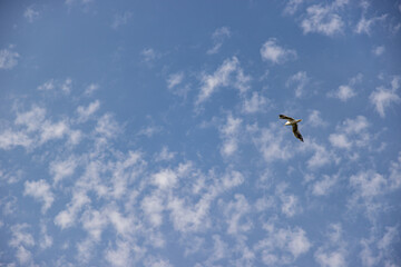 Blue sky with small white clouds with a seagull flying with its wings spread over the Maas (Meuse) river, sunny summer day. Freedom concept, space for text