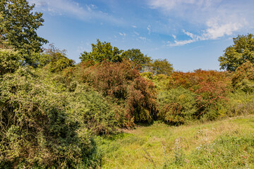 Lush trees with green leaves with reddish highlights on a hill, green wild grass in a meadow, sunny summer day in a nature reserve with a blue sky in South Limburg, the Netherlands