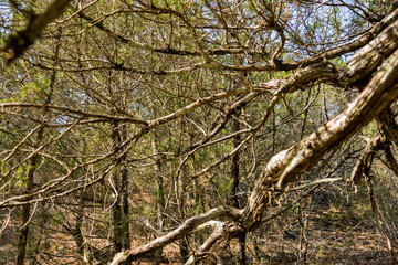 In a pine forest in the mountains