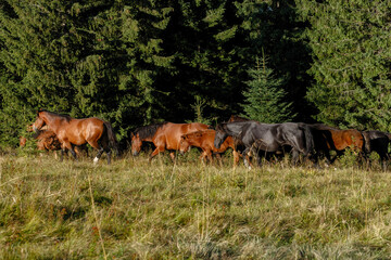 Horses grazed on a mountain pasture against mountains. Summer