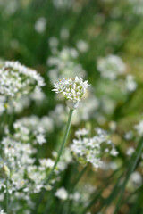 Slender false garlic