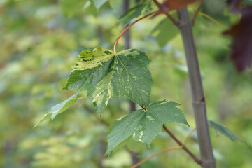 Sycamore Leopoldii
