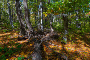 Autumn forest dry yellow leaves