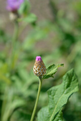 Pink Bachelors Button