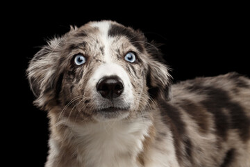 Funny Portrait of Border collie Puppy Amazement looking at camera on Isolated Black Background