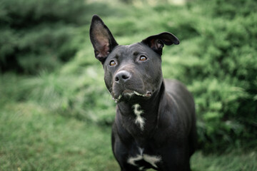 black dog portrait
