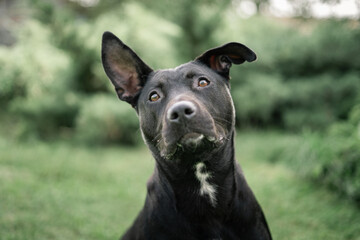 black dog portrait