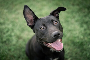 portrait of a black dog