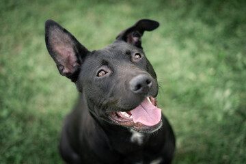Dog shelter puppy portrait