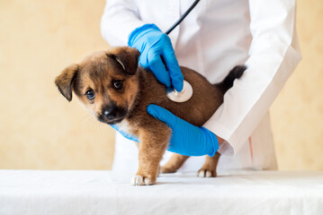 Female vet holding cute puppy in hospital