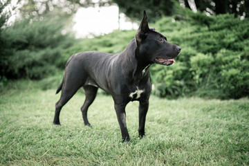 Dog shelter puppy portrait