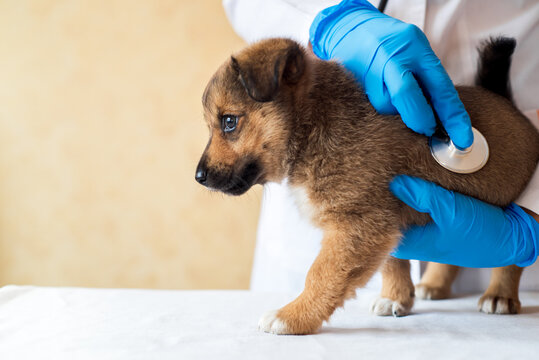 Female vet holding cute puppy in hospital