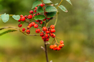 Hesse, the land where the mountains wave and the rivers dance through the landscape! Here, where the Spessart forest shakes its green curls and the Rheingau flirts with its vineyards